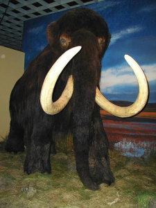 mamut-x-d.png